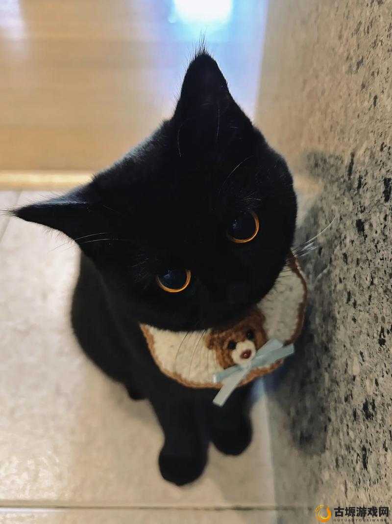 人偶馆绮幻夜黑猫成就怎么做?黑猫成就完成方法详解